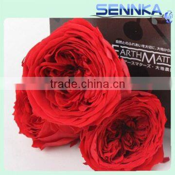 Red decoration preserved flower austin roses for birthday girlfriend gift