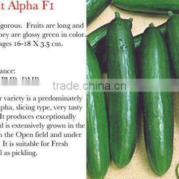 Beit Alpha F1 Cucumber Seeds