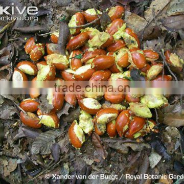 Tieghemella heckelii Seeds