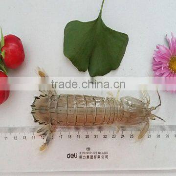 Frozen W/R Cooked Squilla photo-3