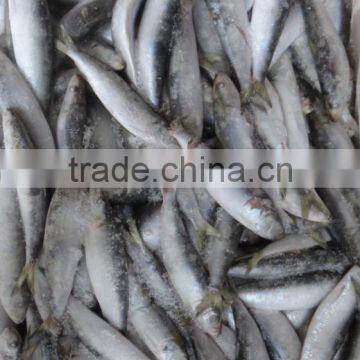Frozen Sardine photo-4