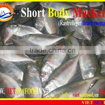 FROZEN SHORT BODY MACKEREL W/R photo-2