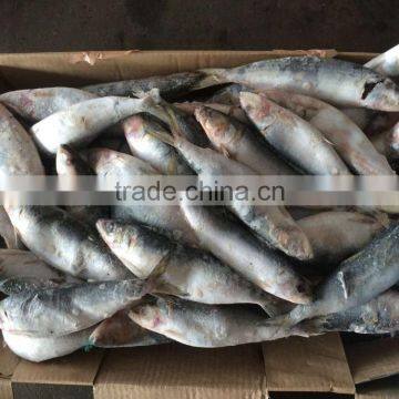 Frozen Wholesale Sardines photo-2
