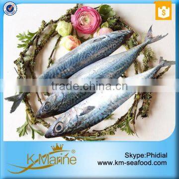 King Marine Whole Round Frozen Mackerel Fish