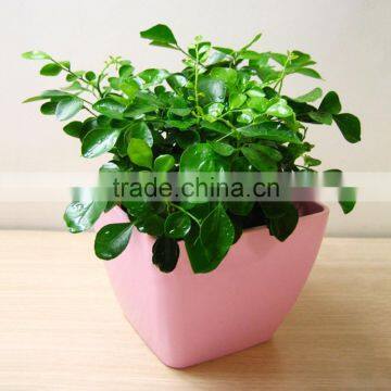 Square Office Table Plastic Flower Pot photo-2