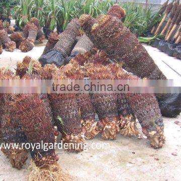 Cycas Revoluta photo-3