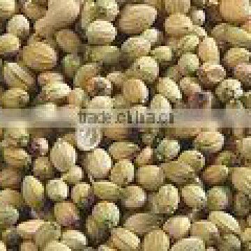 Coriander Seed 99% purity best quality