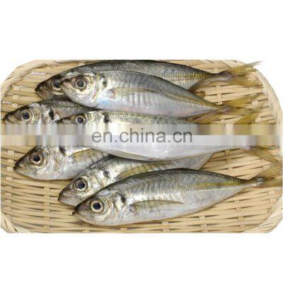 BQF IQF whole round scad mackerel frozen horse mackerel fish