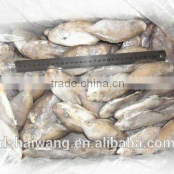 Frozen butterfish in fresh seafood POMPANO