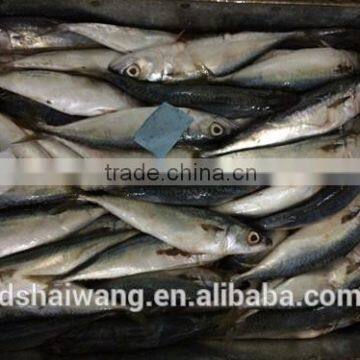 Landing Frozen Horse Mackerel With Size 60 - 80 photo-2
