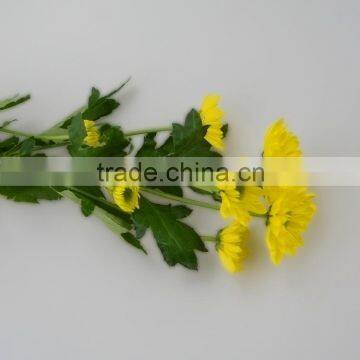 Alibaba china new products wide varieties chrysanthemum