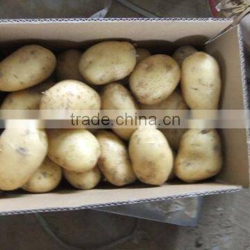 2015 New Crop of the Potato With Lowest Price photo-5