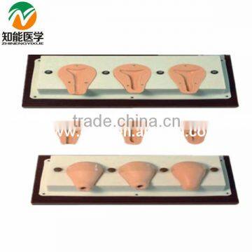 Senior Artificial Abortion Uterus Simulator Uterus Dissection Model BIX-FT33A