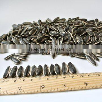 Sunflower seed 363