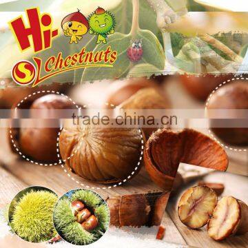 Natural Sweet Chinese Roasted Chestnuts Snacks--ready to Eat Healthy Nuts Snacks photo-3