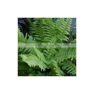 Nephrolepis exaltata undulifolia (Wavy Margin Fern)