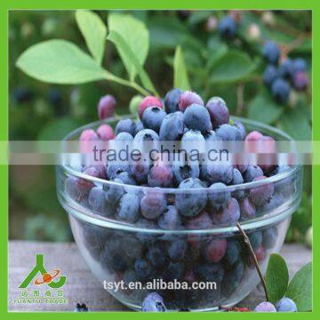 IQF Frozen Chinese China Best Quality Better Quality Wild Blueberry Blueberries photo-4
