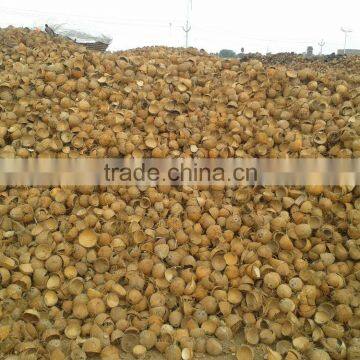 Dry Coconut Shell photo-2