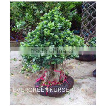 ficus microcarpa