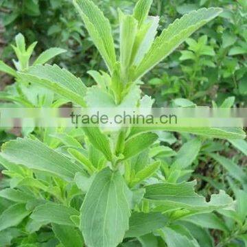 Stevia/Stevia Leaf Extraction Machine photo-3