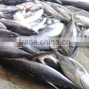 Yellowfin Tuna/longfin Tuna