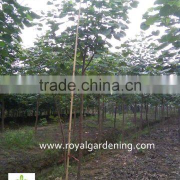 Hibiscus Tiliaceus Landscaping Tree photo-3