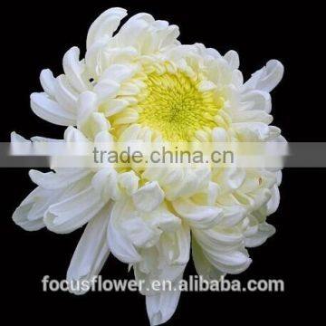 For decoration fresh cut flowers chrysanthemum A grade from Kunming