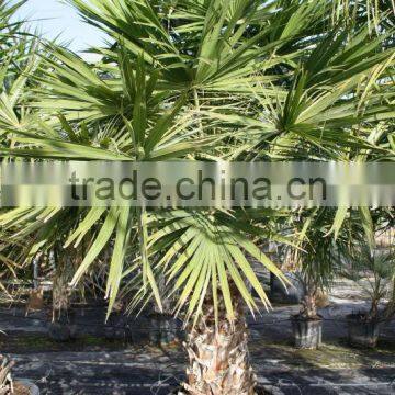 Livistona Chinensis "Chinese Fan Palm" photo-3