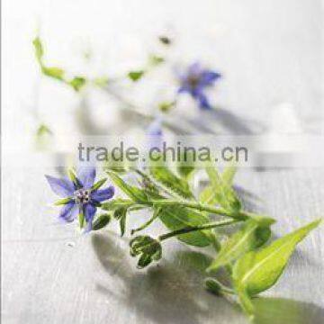 factory supply natural borage see oil