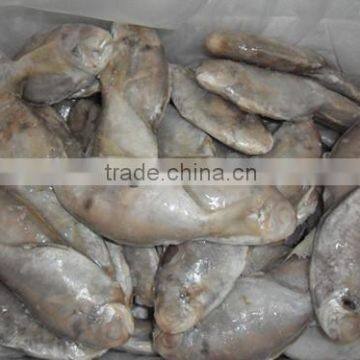 Frozen Butterfish Exporters