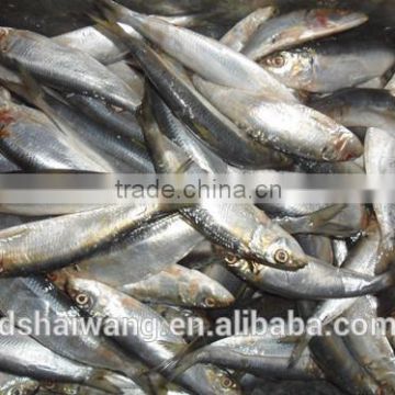 Frozen sardine Supplier