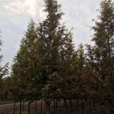 Prices of Jiangsu Chinese Swamp Cypress, Price List of Chinese Swamp Cypress Base, Chinese Swamp Cypress Manufacturers photo-5