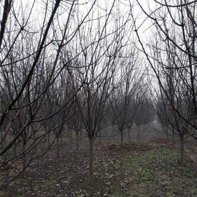 Prices of 3cm, 4cm, and 5cm Malus Micromalus, Price Quotation From the Place of Origin, High Survival Rate photo-2