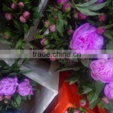 Fresh latest purple peony bouquet