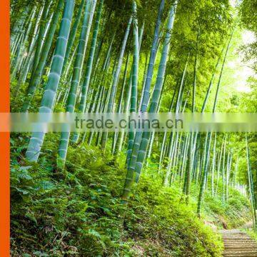 Biodegradable Plant Fiber Cane Tray photo-5