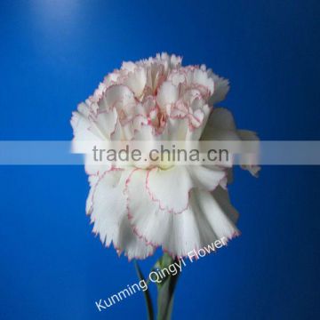 Factory supply fresh cut flower carnations flowers export wholesale