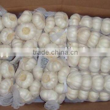 Pure White Garlic