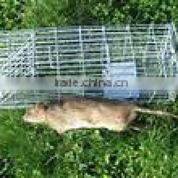 Two-door small Squirrel trap