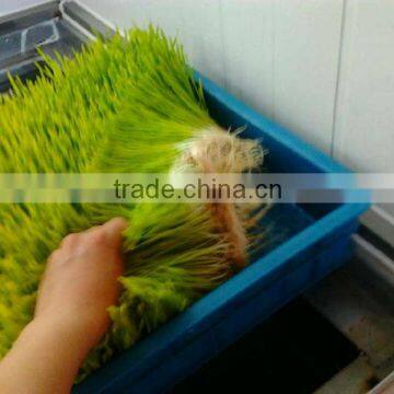 New Functional Automatic -animal Fodder Sprouting Mahine -barley/wheat/meize/seedling Bean Sprout Machine photo-4