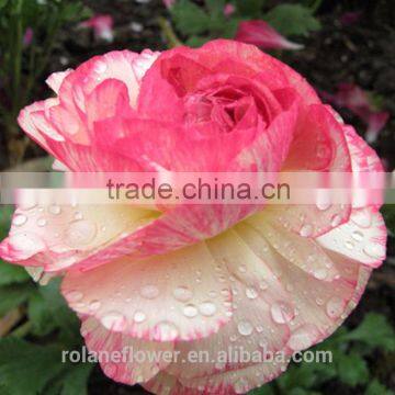 2016 Ranunculus Asiaticus With Fresh Beautiful Flowers photo-2