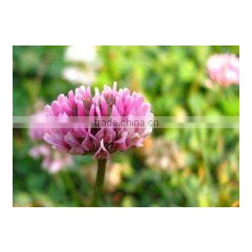 Red clover plant extract isoflavones