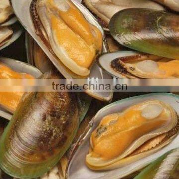 frozen half green mussel shell