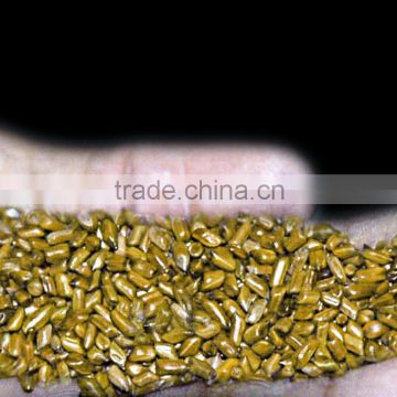 Cassia Seed