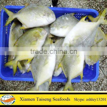 Supply Frozen Golden Pompano