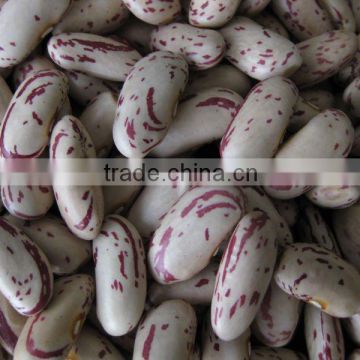 light speckled kidney bean