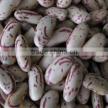 Light Speckled Kidney Bean