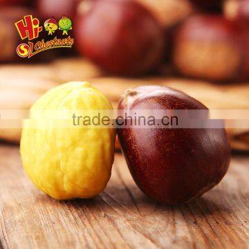 medium size fresh chinese organic chestnut