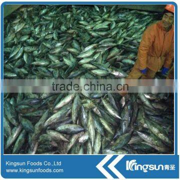 Skipjack marine fish whole iqf frozen