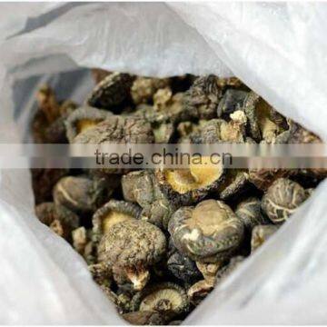 Dried Shitake Mushroom for Importer photo-4