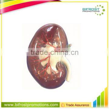 Vivid Human Body Anatomy Model Kidney With Artery